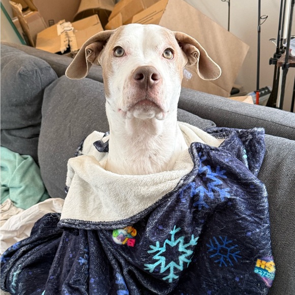 Bowie’s Treat Jar +Free Shipping!! - Picture 14 of 15